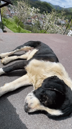 Dogs play on hillsides overlooking Bulgarian town of Zlatograd