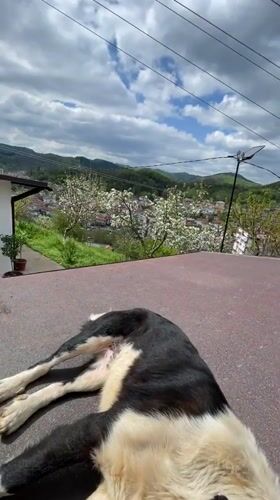 Dogs play on hillsides overlooking Bulgarian town of Zlatograd