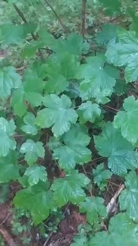 The video shows large, wet, green leaves in a forest environment. The leaves are on branches and appear to be under a canopy of trees, as the lighting is dim and dappled. Some of the leaves show water droplets, suggesting it may have recently rained or is currently raining. The ground is covered with fallen leaves and pine needles, and there are visible tree trunks and branches. The camera pans slowly, capturing the details of the leaves and the surrounding undergrowth.
