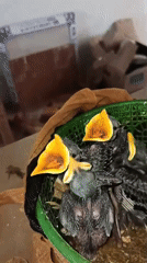 Hungry chicks in a makeshift nest, beaks wide open