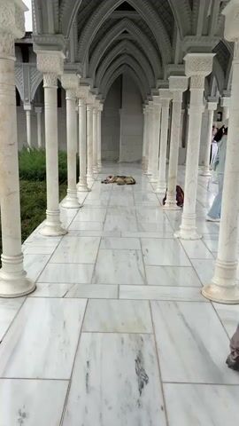 This is a video of a dog sleeping on the marble floor of a long, arched walkway. The walkway is lined with white columns that support the arches, which are decorated with intricate patterns. The ceiling of the walkway is made of wood, also with decorative patterns. To the left of the walkway, there is some green foliage. To the right of the walkway, further down, there are two people. One person is standing, and the other appears to be walking away from the camera. The dog is a light brown color and is lying on its side, facing the camera.