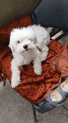 Lazy afternoon in Telavi: a resting dog and pork hitting the pan