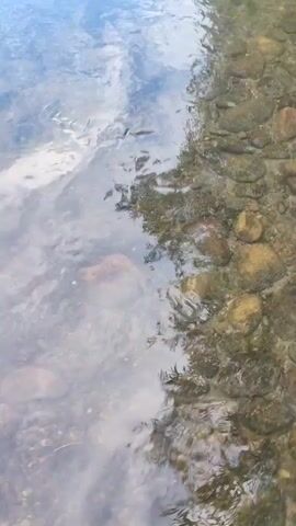 The video shows a close-up view of a shallow body of water near the shore. The water is clear, allowing the rocky bottom to be visible. The surface of the water reflects the sky, with clouds and sunlight creating shimmering patterns. As the camera moves, the shoreline comes into view, lined with green vegetation and trees. The video progresses to a wider shot of a river, with the opposite bank visible in the distance, showing rolling hills and some buildings. The light suggests it is either early morning or late afternoon.