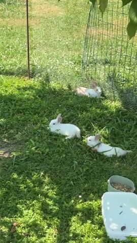 This media file shows a group of young rabbits in an outdoor enclosure. The rabbits are of various colors, including white and brown. They are scattered across a grassy area, with some lying down and others sitting up. In the foreground, there are two white plastic containers, one appearing to be a food bowl filled with pellets. A wooden structure is visible in the background, potentially a shelter or part of the enclosure's fencing. Sunlight filters through the leaves of a tree overhead, casting dappled shadows on the grass, suggesting it is daytime. The overall impression is peaceful and idyllic, with the young rabbits enjoying their environment. The setting appears to be a backyard or garden area. There is no visible text within the media file. The location context is Pravisdomini, Italy.