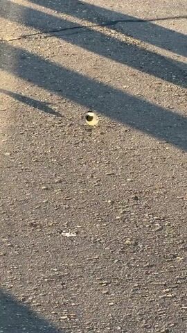 A small bird is the central focus, standing on an asphalt or paved surface. The bird exhibits distinct black, white, and yellowish plumage. It has a black cap and nape, white cheeks, a dark patch on its throat or upper chest, and a pale yellow wash on its lower breast and belly. Its back and wings appear greyish, and it has a relatively long tail.

The bird appears attentive, turning its head slightly to its left, with its beak slightly agape in some frames, suggesting it might be calling or simply alert.

The ground is a textured grey pavement, showing minor cracks and scattered small debris or pebbles. Long, parallel shadows from an unseen structure, such as a fence or railing, stretch across the surface, indicating a low sun angle characteristic of either early morning or late afternoon. The lighting is bright and warm, suggesting clear, sunny weather.

The scene captures a peaceful moment of wildlife in a human-made setting, located in Lupanovo, Russia. There is no visible text.