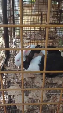 The video shows several rabbits inside a cage. The rabbits are of different colors, including white, black, and white with black markings. They are clustered together, and some appear to be eating or grooming. The cage is made of metal bars and has a floor covered with shredded cardboard. The lighting suggests it is daytime.