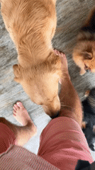 Dogs interact with man at Đà Nẵng cafe