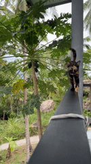 Tortoiseshell cat walks railing in Thailand tropical setting