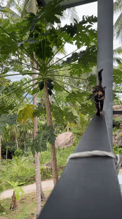 Tortoiseshell cat walks railing in Thailand tropical setting