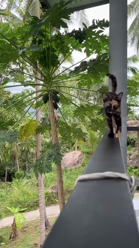 Tortoiseshell cat walks railing in Thailand tropical setting