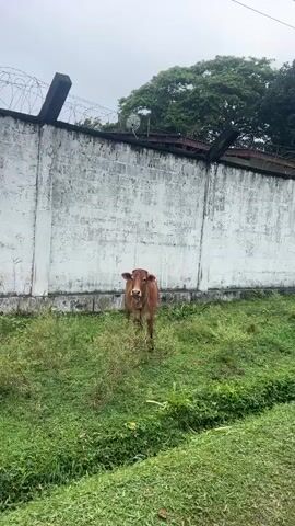 A brown cow stands in a grassy area next to a tall white wall. The wall has barbed wire on top and appears to be weathered. Trees are visible beyond the wall. The cow is tethered by a rope to something on the ground. The camera pans slightly to the right.