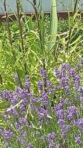 The video shows a close-up view of lavender flowers in a garden. The flowers are predominantly purple and appear to be in bloom. Behind the lavender, there are green plants with long, slender leaves, possibly iris or similar foliage. The lighting suggests it is daytime, with sunlight illuminating the scene. There is no discernable movement or action in the footage.