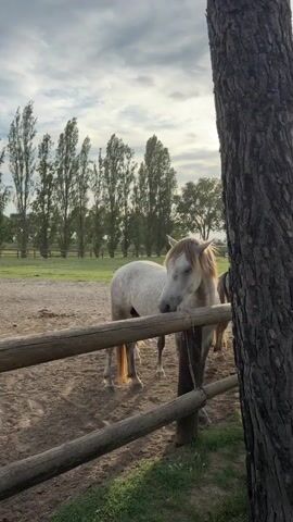 A vertical shot shows a white horse with a blonde mane standing behind a wooden fence. The horse is facing left and looking at the camera. In the background, a line of tall trees stands against a cloudy sky. The ground is dirt and some patches of grass. Another white horse is visible behind the first one. The scene appears to be a farm or stable.