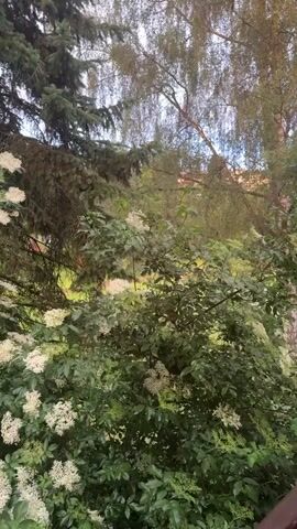 The video shows a natural outdoor scene featuring an abundance of green foliage and white flowers. In the foreground and mid-ground, multiple bushes with clusters of small white blossoms, characteristic of elderflower, are prominent. To the left, a large evergreen tree with dark needles stands tall. In the background, a deciduous tree with light-colored bark and sparse leaves is visible against a bright sky, possibly a birch tree. A patch of green grass is visible in the distance between the trees. The camera slowly pans from right to left, revealing more of the lush greenery. The lighting suggests it is daytime, possibly a slightly overcast day given the diffused light. The scene depicts a serene garden or park environment in Idstein, Germany.