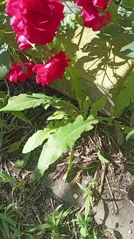 The video captures a close-up shot of bright pink roses with green leaves and stems. The roses appear to be in full bloom and are positioned in the upper portion of the frame. Below the roses, broad green leaves with serrated edges are visible. The ground beneath the plants is covered with dry twigs and some scattered stones. Sunlight casts shadows from the roses and leaves onto a textured, light-colored surface, possibly a wall or large stone, in the background. The overall scene is outdoors, suggesting a garden or natural setting bathed in sunlight.