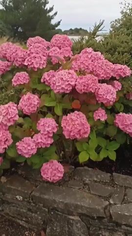 The video shows a bush with large pink flowers, likely hydrangeas, with green leaves. The bush is planted in front of a stone wall. Behind the bush, there are other green bushes and trees. In the background, there is a body of water and a cloudy sky. The camera is positioned at a low angle, looking up at the flowers. The video is of short duration, and there are no people or animals visible.