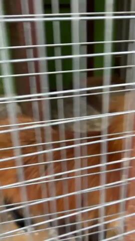 A fox is behind a wire cage. The fox has orange fur, a white chest, and black tips on its ears. The fox looks at the camera. The cage bars are silver and the cage appears to be outdoors. There is a green strap attached to the side of the cage.