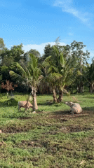 Everyday life captured in Ban Bang Rak village