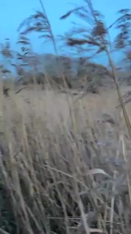 The video shows a field of tall, dry grasses blowing in the wind under a blue sky.  There are a few scattered yellow flowers visible near the bottom of the frame. Trees are visible in the distance. The camera seems to be handheld and moves through the grass.