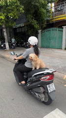 Woman rides scooter with poodle passenger in Vietnam