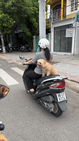 Woman rides scooter with poodle passenger in Vietnam