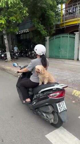 Woman rides scooter with poodle passenger in Vietnam