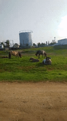 Horses graze along a calm riverbank in rural Tulagino