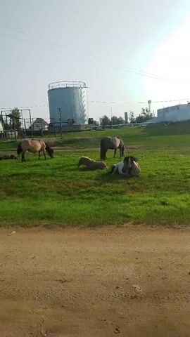 The video shows several horses in a grassy field. There are at least five horses visible. Some are standing and grazing, while others are lying down. In the background, there is a large white industrial tank, a fence, and some buildings. The sky is clear and blue. The ground in the foreground is a dirt path. The overall scene appears to be a rural or industrial setting.