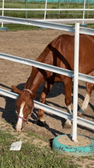 Brown horse grazing in a fenced enclosure, Khabarovsk