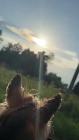 The video shows a close-up, rear view of a small, light brown dog's head and ears as it leans out of a car window. The dog's fur is slightly windblown. The sun is shining brightly in the upper portion of the frame, casting lens flare and illuminating the sky with a pale blue and white color. Silhouetted trees and green grass are visible in the background, suggesting an outdoor, possibly rural setting. A dark gray car door or window frame is visible in the lower right of the image. The video is short, lasting only a few seconds.