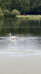 Swan family spotted on algae-covered lake in Kiel