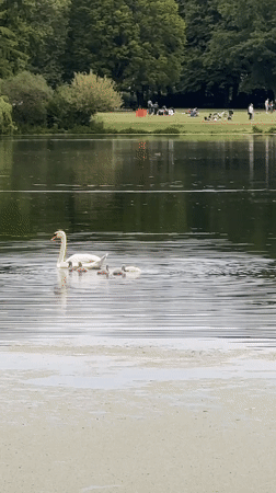 Swan family spotted on algae-covered lake in Kiel