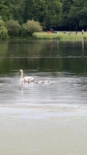 Swan family spotted on algae-covered lake in Kiel