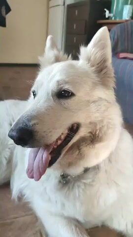 The media file shows a close-up, head-on, medium shot of a white German Shepherd dog. The dog is lying down, with its head facing slightly to the left of the camera. Its mouth is open, and its pink tongue is hanging out. The dog has dark eyes, pointed ears, and a black nose. It is wearing a black collar with a silver tag. The background is blurred but appears to be an indoor setting, possibly a home. There is a wooden cabinet and a blue and striped sofa visible in the background. The lighting suggests it is daytime. The dog appears relaxed and content, with its tongue hanging out in a typical panting posture. There is no visible text in the media file.