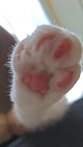 The video shows a close-up view of a cat's paws and fur. The first frame focuses on the underside of a white cat's paw, revealing pink toe beans. The subsequent frames pan across the cat's body, highlighting its orange and white fur, and a white paw resting on a dark surface. The background is blurred, but suggests an indoor environment with a window and furniture.