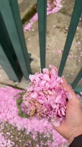 A hand holds a mass of pink cherry blossom petals in front of a green metal fence. The ground is covered with the same petals. The hand is light-skinned. There is some green foliage visible under the fence. The concrete ground is partially covered with pink petals.