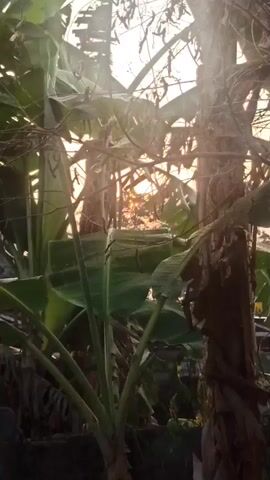 The video shows a close-up, vertical shot of banana plants and trees in what appears to be an outdoor setting. The sun is setting or rising, casting a warm, golden light through the foliage. The leaves of the banana plants are large and green, some appearing slightly wilted or torn. The trees have rough, brown bark and bare branches with some dried pods or seed heads hanging from them. The light creates a dappled effect, with sunbeams piercing through the leaves and branches. The overall atmosphere is natural and somewhat overgrown. There are no people or specific actions visible in the video. The focus is on the vegetation and the natural light.