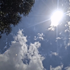 Person films sun through tree branches in Venezuela