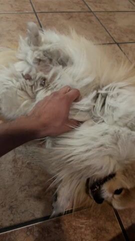 The video shows a person petting a dog. The dog is light brown and white, with long fur. It is lying on its back on a tile floor. The person is petting the dog's belly with their hand. The dog appears relaxed.