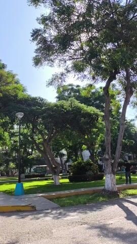 The camera pans up through trees in a park on a sunny day. The trees have green leaves. The sunlight shines through the tree leaves. There is a person standing near a tree. There are benches in the park.