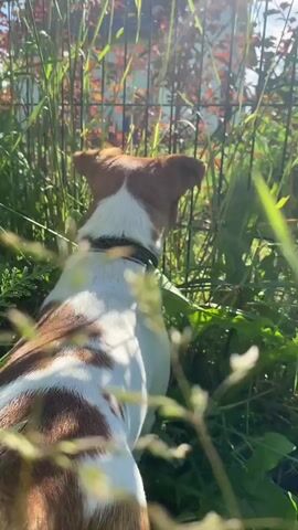 The video shows a close-up, eye-level view of a dog in a grassy outdoor environment. The dog, seen from behind, has white fur with brown patches and is wearing a black collar. It is positioned in tall green grass, with some dry seed stalks in the foreground. Sunlight filters through the foliage, creating a soft, hazy effect and highlighting the grass. The dog's tail, which is white and fluffy, briefly enters the frame from the left. The background is blurred, suggesting a depth of field that keeps the focus on the dog and immediate surroundings. The overall impression is one of a dog exploring or resting in a natural, sun-drenched setting.