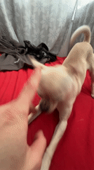 Playful Chihuahua interaction captured by witnesses in Sofia
