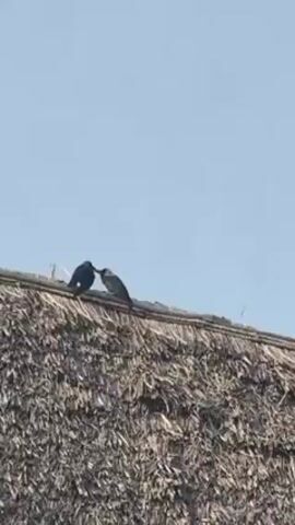 Two birds perch on a thatched roof against a clear blue sky. The bird on the left is black, while the bird on the right is gray. The black bird appears to be feeding the gray bird.