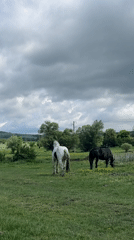 Horses graze peacefully in Bulgarian countryside fields