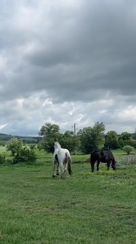 Horses graze peacefully in Bulgarian countryside fields