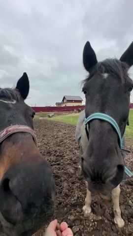 Two horses stand in a muddy field under a cloudy sky. A person’s hand is in the foreground, holding something out for the horses to eat. The horse on the left is mostly black with brown around the nose and eyes, and it has a white marking on its forehead. It wears a pink and brown halter. The horse on the right is black with a turquoise and white halter. In the background, there is a house with a red roof and a green yard enclosed by a red fence.