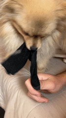 Tan Pomeranian plays tug-of-war, sneezes in Plovdiv bedroom