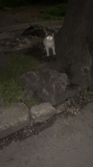 Cat spotted multiple times around Plovdiv, Bulgaria