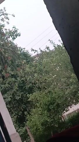 The camera, positioned indoors, faces a window with a partial view of trees and the sky. A building's edge frames the right side of the view. The leaves on the trees are primarily green, with some hints of red. Power lines stretch across the sky above the trees. The sky appears overcast and grey.
