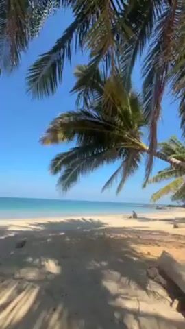 The video shows a tropical beach with white sand, clear blue water, and a bright blue sky. Palm trees line the beach, casting shadows on the sand. A person is sitting on the beach in the distance. The video appears to be taken from a low angle, looking up through the palm trees towards the beach and ocean. The scene is peaceful and serene.